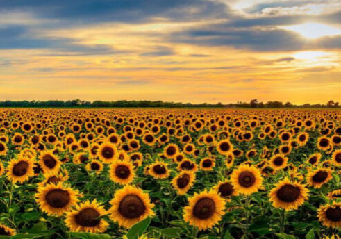 SunflowerforWebsite